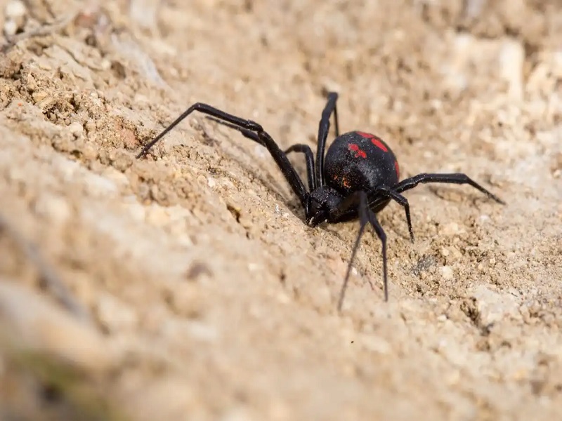 Araña Viuda Negra